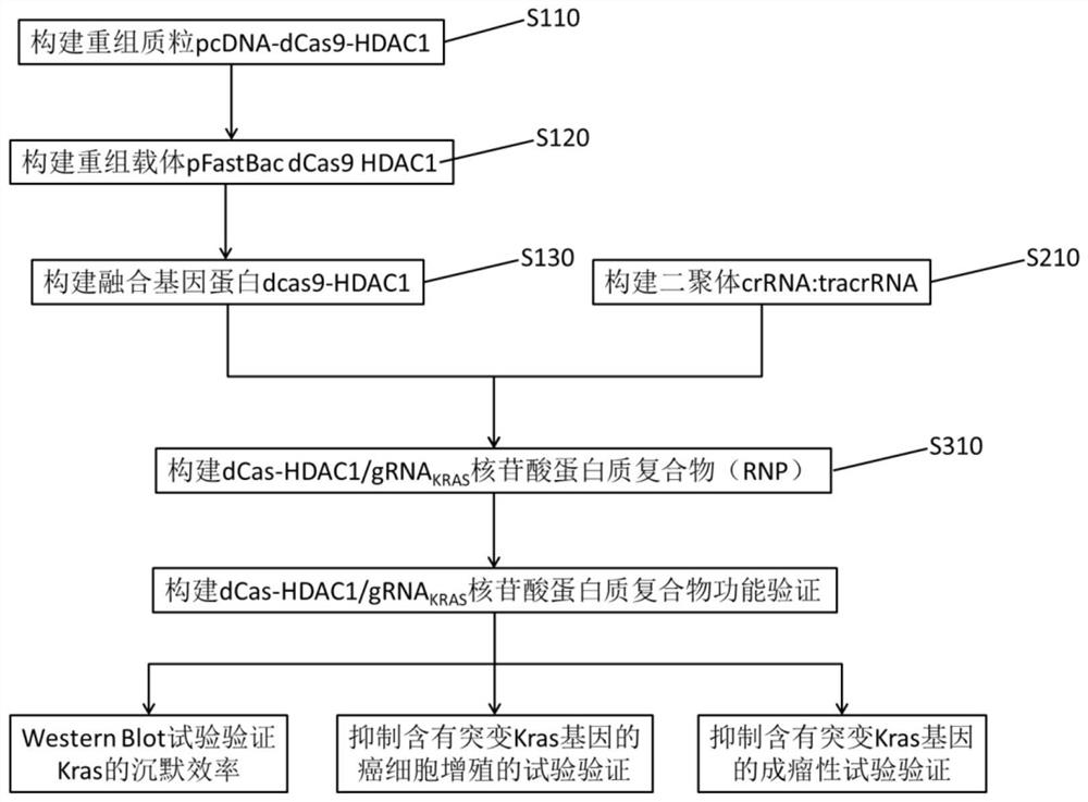 含有靶向突變型KRAS融合基因的重組載體、融合蛋白及蛋白質(zhì)復(fù)合物及其構(gòu)建方法和應(yīng)用
