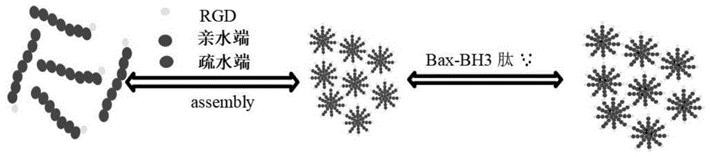 一種抗腫瘤多肽Bax-BH3、熒光高分子納米膠束及其制備方法和應(yīng)用
